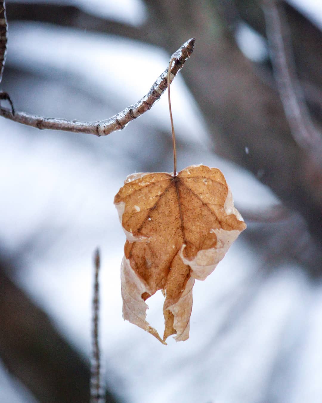 Autumn in Winter